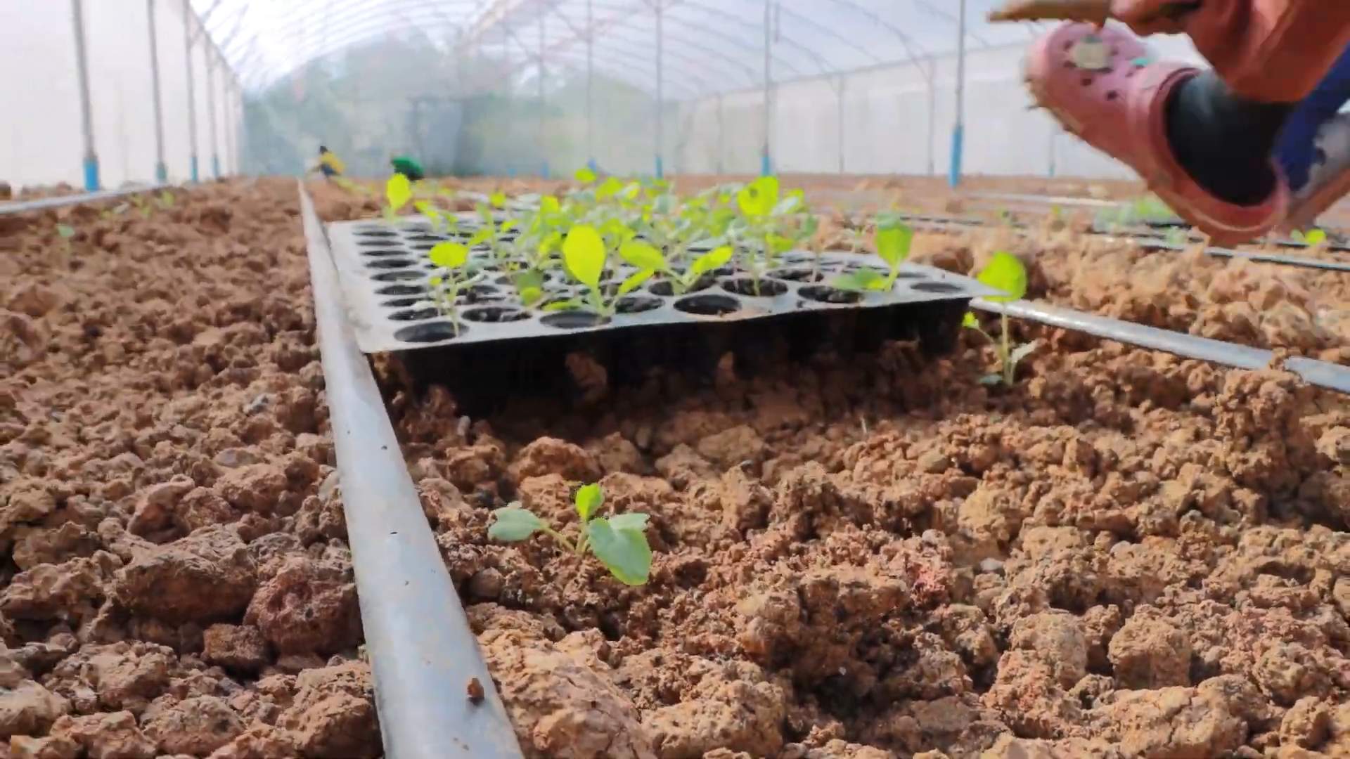Harvesting Broccoli