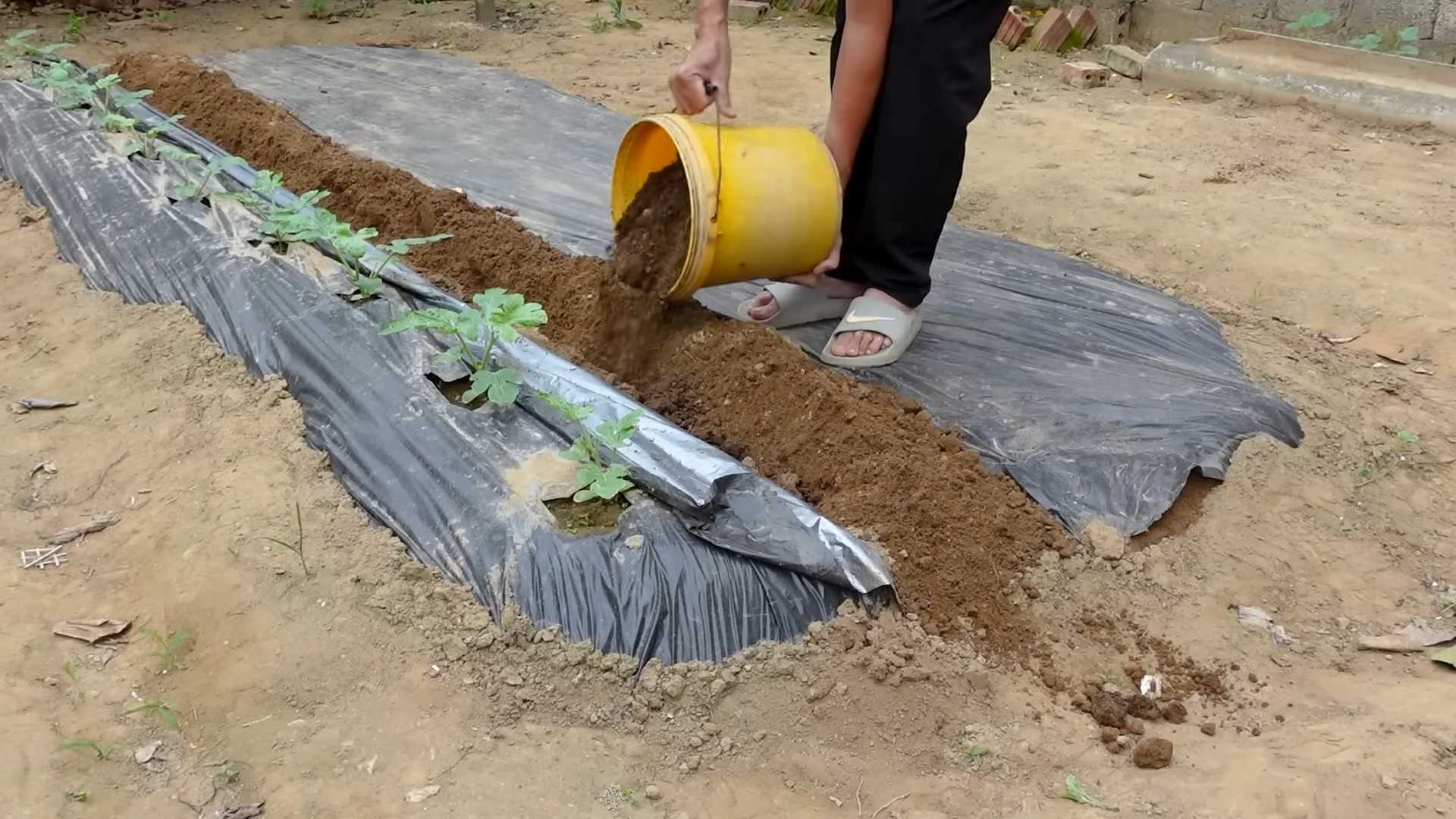 Grow Watermelon at Home