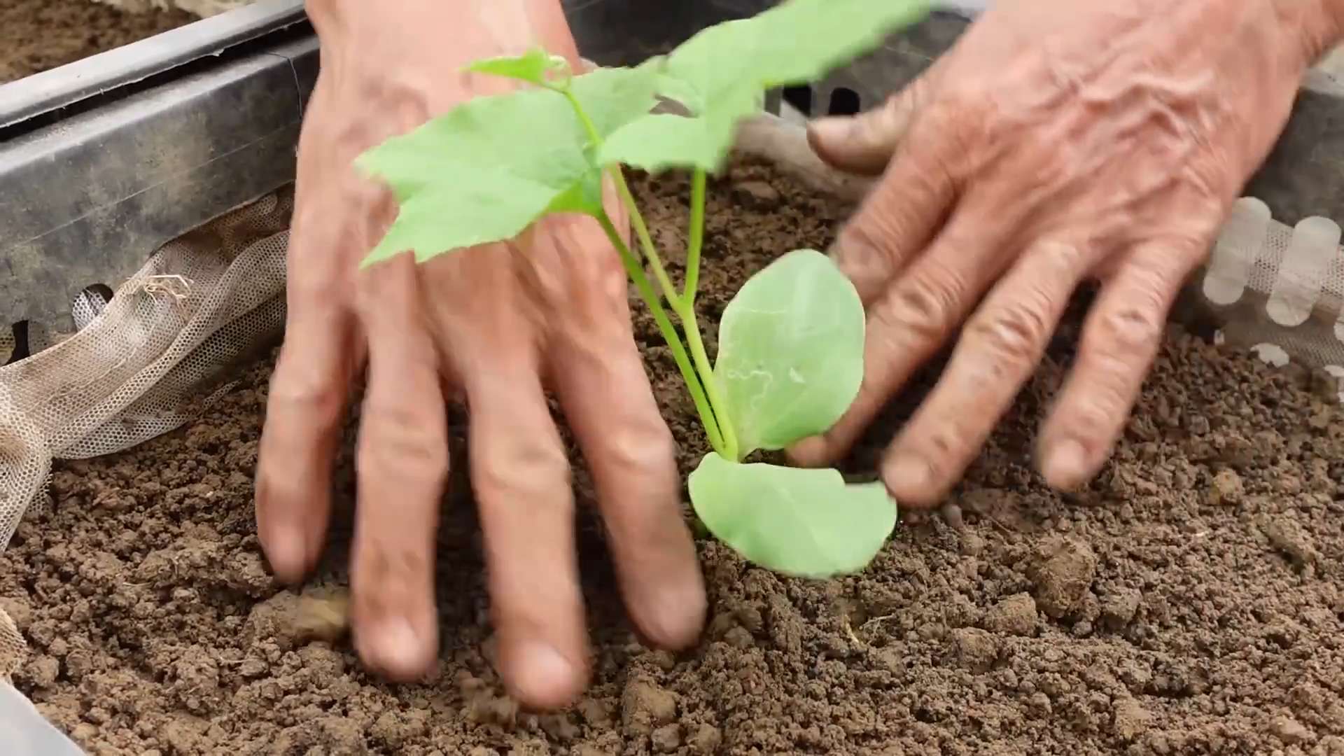 Grow angled luffa easily