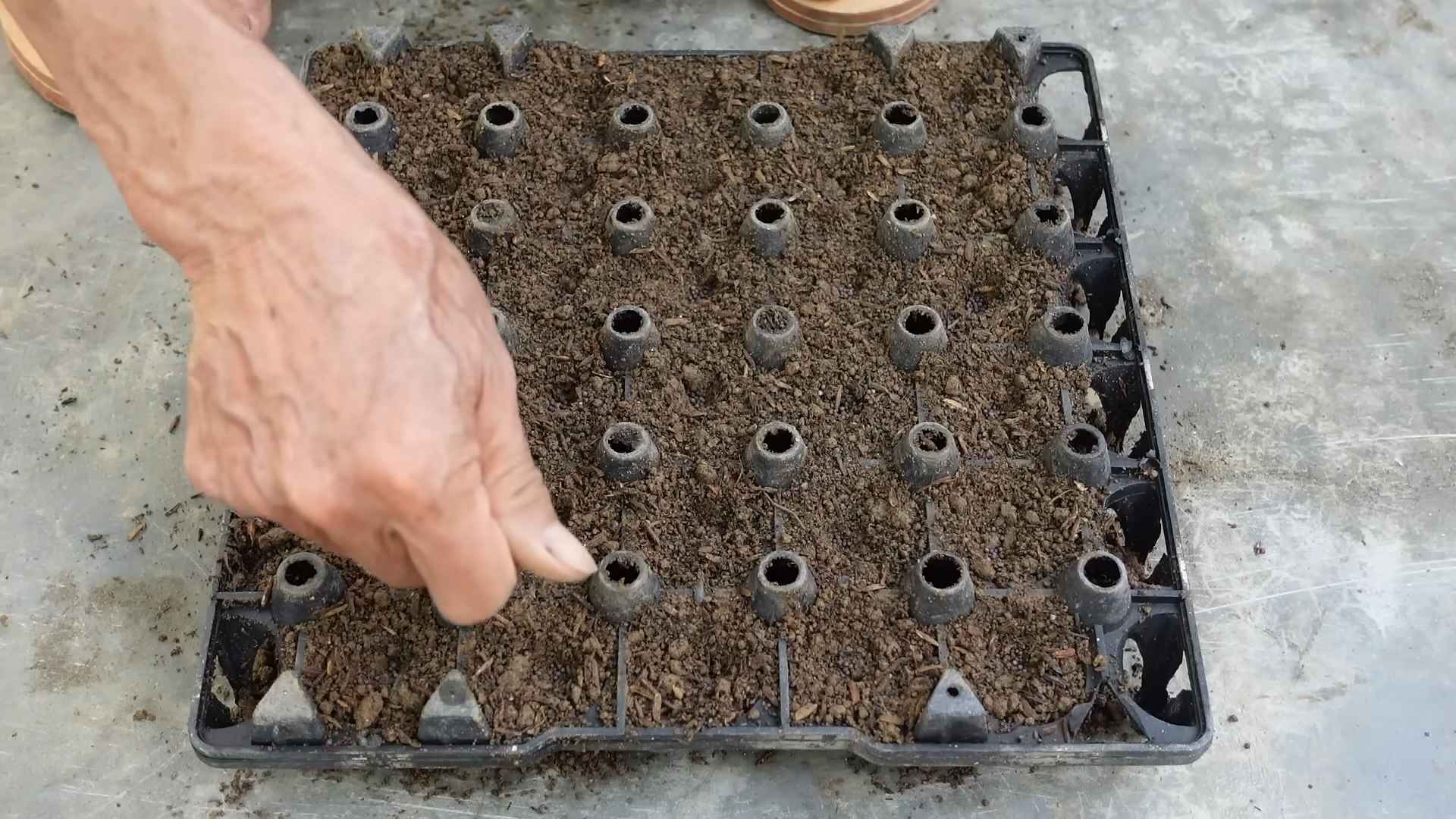 Growing Napa Cabbage at Home