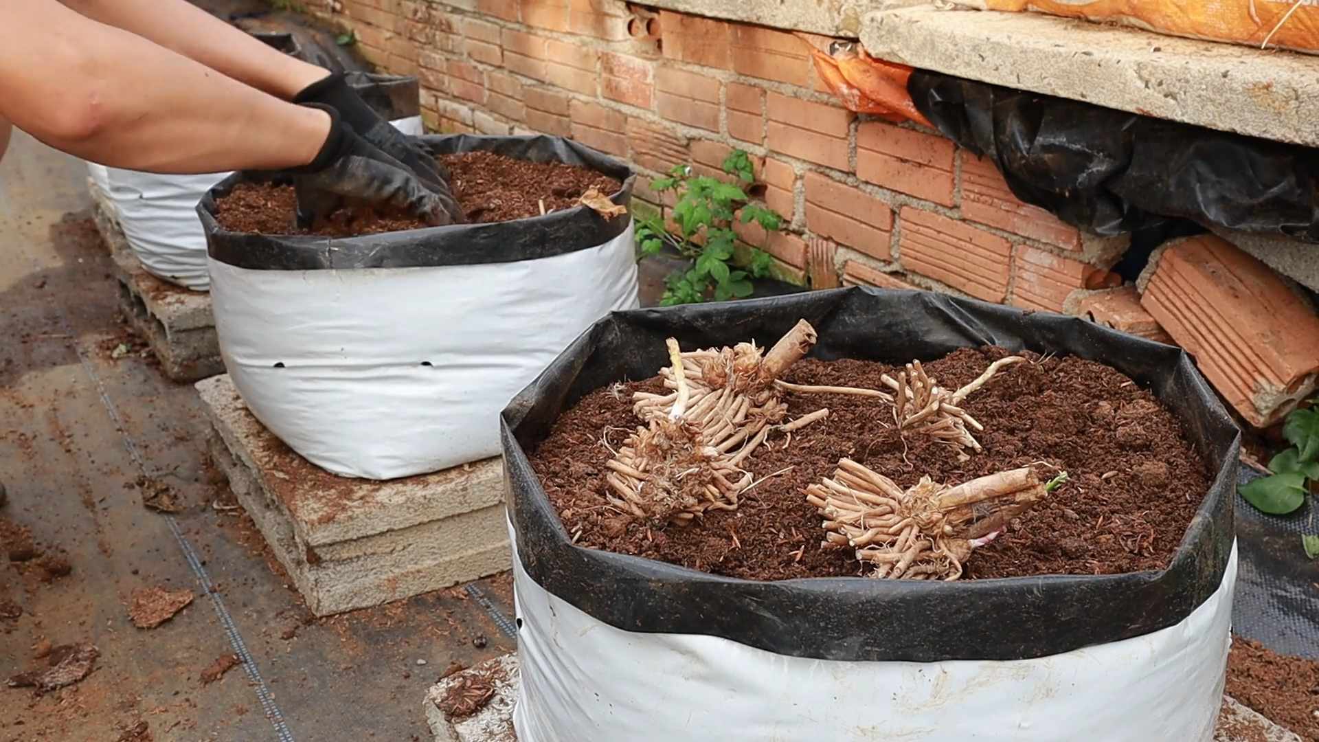 Grow Asparagus Backyard Garden
