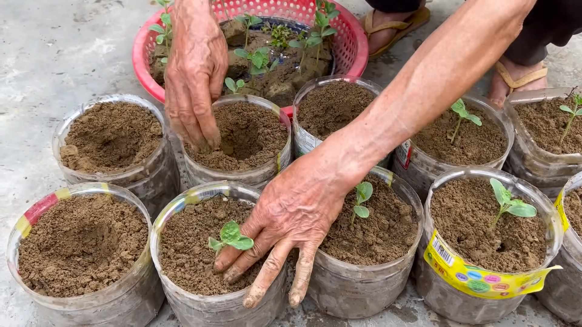 Faster Watermelon Growth Tips
