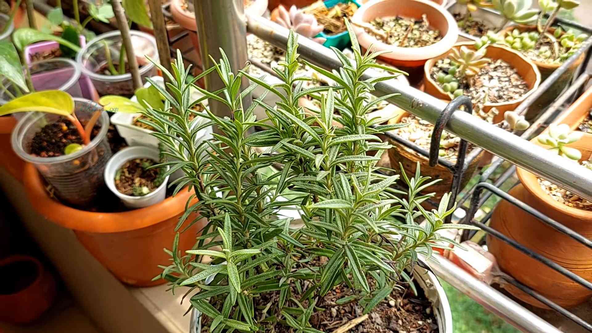 Rosemary Potted Plants