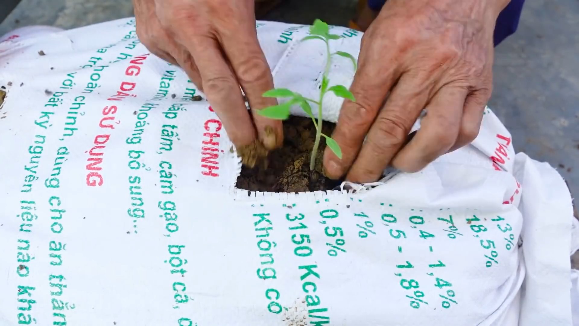 Growing Tomatoes at Home