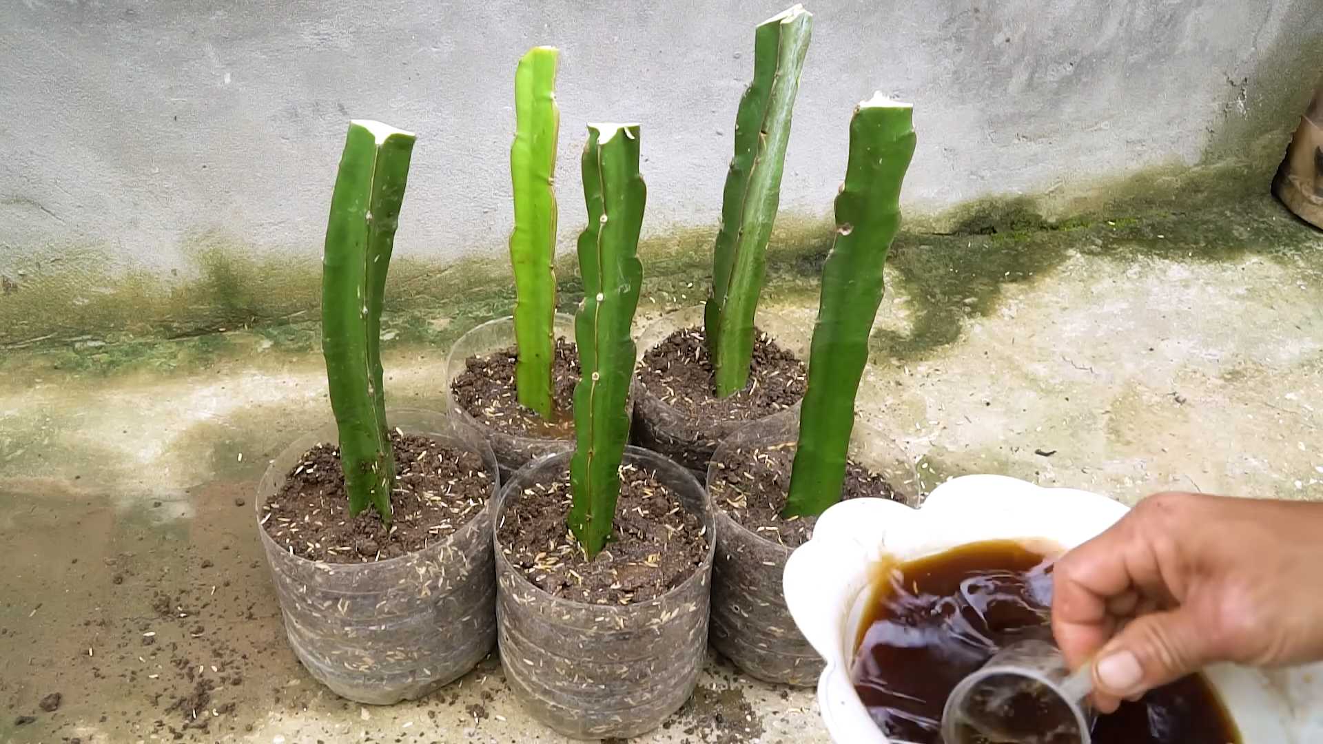 Growing Dragonfruit at Home