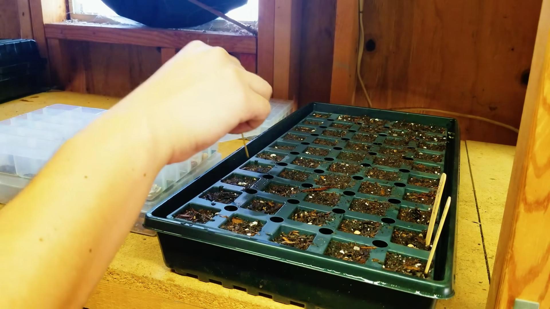 Planting Artichokes at Home